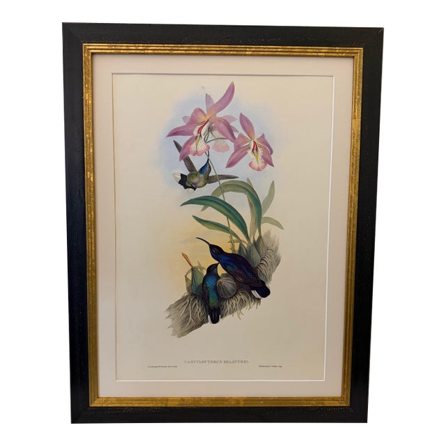 1990s Framed Print, Violet Sabrewing Hummingbird (Plate 45- Hill House Edition) Reproduction Print After John Gould For Sale