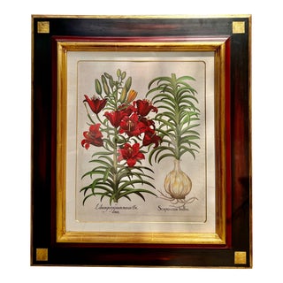 Antique German School Botanical Engraving Print - Do Danei & Scapus Cum Bulbo For Sale