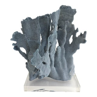 Natural Blue Coral Specimen on Acrylic Base For Sale