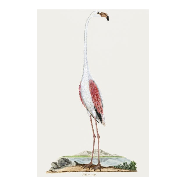 Greater Flamingo Reproduction Art Print by Robert Jacob Gordon, 24" × 36" For Sale
