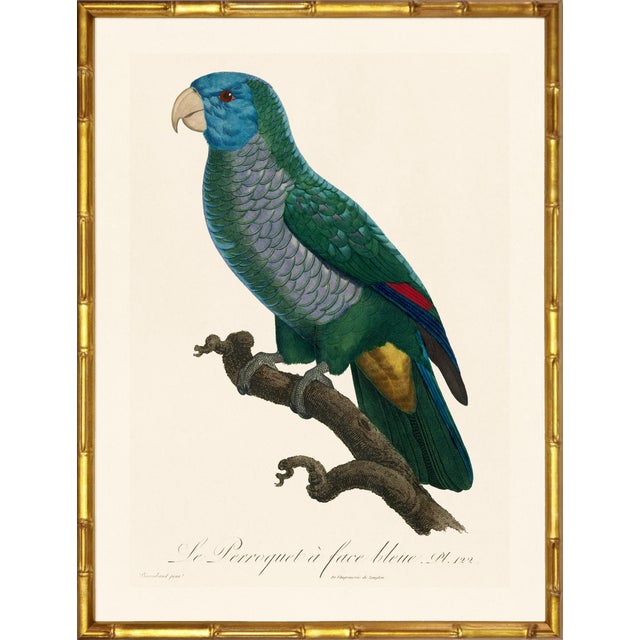 A stunning pair of blue-fronted parrots from Histoire Naturelle des Perroquets by François Nicolas Barraband, the most...