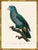 A stunning pair of blue-fronted parrots from Histoire Naturelle des Perroquets by François Nicolas Barraband, the most...