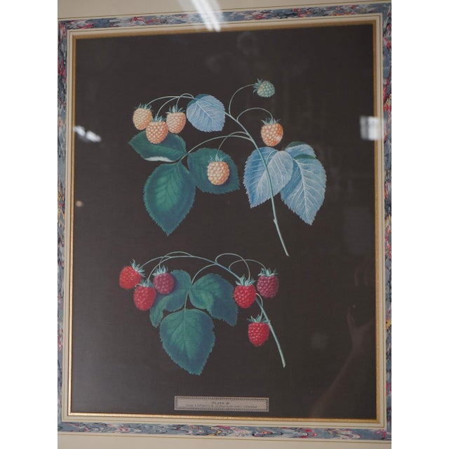 1960s Pair of Berry Prints by George Brookshaw For Sale In Philadelphia - Image 6 of 13