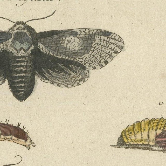 Beige Bertuch, Garden Tiger Moth and Emperor Moth, 1805, Print For Sale - Image 8 of 12
