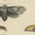 Beige Bertuch, Garden Tiger Moth and Emperor Moth, 1805, Print For Sale - Image 8 of 12