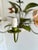 Red Vintage French Painted Tole 5-Light Water Lily Chandelier, 1960s For Sale - Image 8 of 18