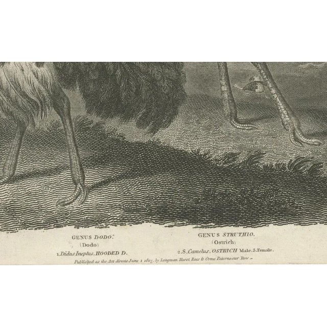 1805 Copperplate Engraving of Dodo and Ostrich from Abraham Rees' Cyclopaedia This rare and finely detailed copperplate...
