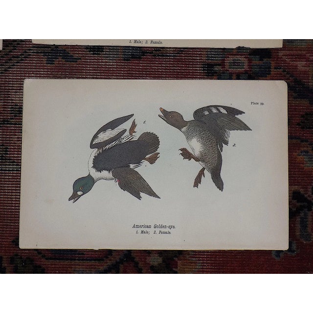 Late 19th Century Antique 19th Century American Bird Lithographs - Set of 12 For Sale - Image 5 of 8