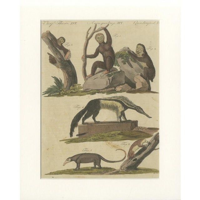 Bertuch, Monkeys & South American Anteaters, 1800, Engraving For Sale - Image 10 of 10