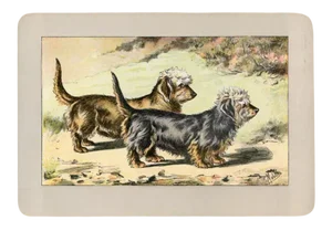 1907, Dandie Dinmont Terrier, Original Antique French Dog Print