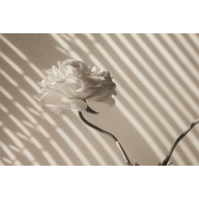 Late 20th Century James Ware Pitts - Two Ranunculus on Curved, Striped Background, 1994 Signed For Sale - Image 5 of 8