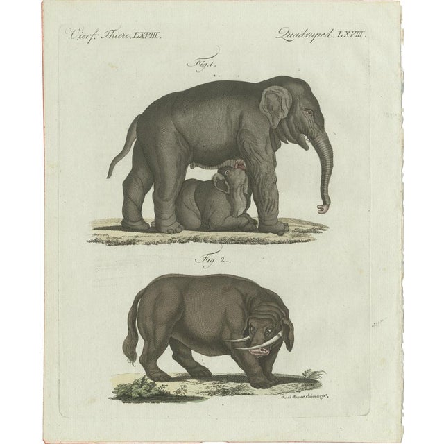 Bertuch, Elephant and Mysterious Sukotyro, 1800, Engraving For Sale - Image 9 of 9