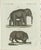 Bertuch, Elephant and Mysterious Sukotyro, 1800, Engraving For Sale - Image 9 of 9