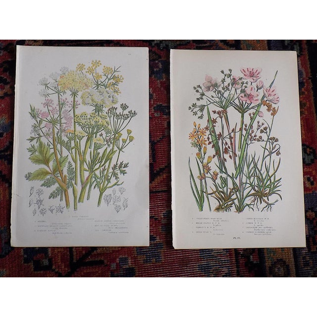 Printmaking Materials Antique 19th Century Botanical Lithographs - Set of 12 For Sale - Image 7 of 8