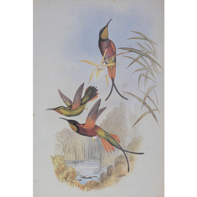 Art Deco 19th Century Bird Print - One of 24 For Sale - Image 3 of 5