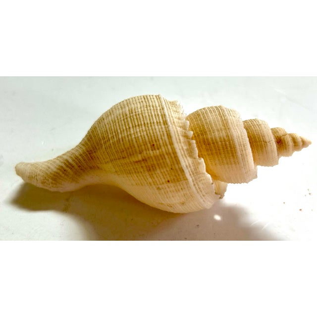Nautical Neptune’s Tabulate Shell Pair For Sale - Image 3 of 7