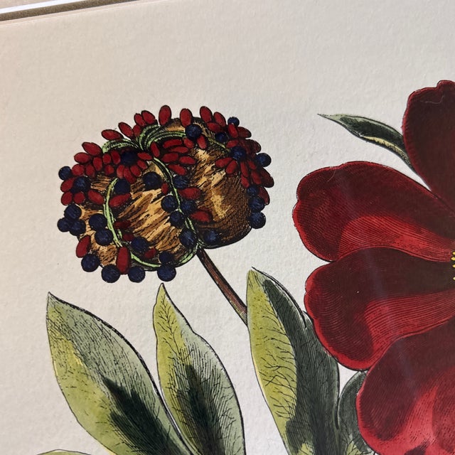 Paper Large Botanical Original Lithographs Vibrant Color in Gold Gilt Frames Set of 2 Red Floral For Sale - Image 7 of 13