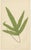 Edward J. Lowe, Tropical Ferns, 1856, Lithographs, Set of 10 For Sale - Image 6 of 14