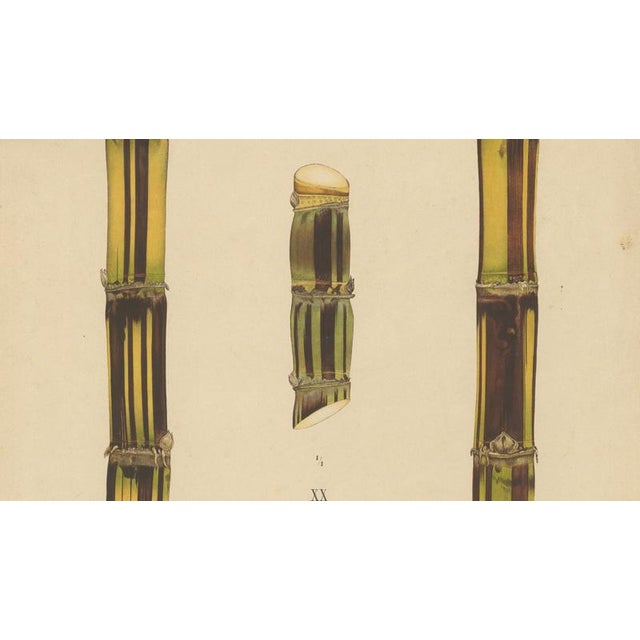 Late 19th Century Sugarcane, 1892, Paper For Sale - Image 5 of 10