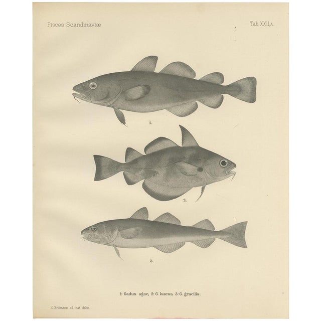 Greenland Cod and Pout and Poor Cod, 1895, Paper For Sale - Image 10 of 10