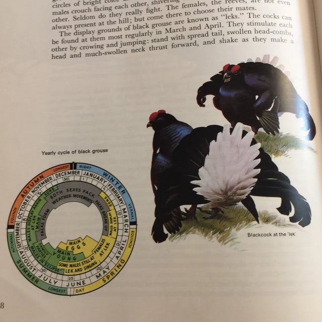 1977 World of Birds Roger Tory Peterson Book For Sale - Image 9 of 11