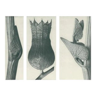 1928 Karl Blossfeldt Original Period Photogravure N59 of Aristolochia Clematitis For Sale