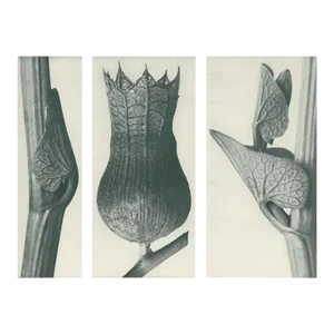 1928 Karl Blossfeldt Original Period Photogravure N59 of Aristolochia Clematitis