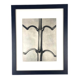 1940s Framed Botanical Blossfeldt Print - No. 111 For Sale
