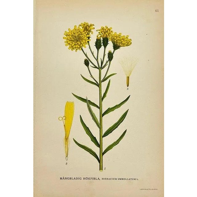 Illustration 19th Century James Sowerby Botanical Prints – Common Club-Rush and Needle, Set of 10 For Sale - Image 3 of 11