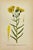 Illustration 19th Century James Sowerby Botanical Prints – Common Club-Rush and Needle, Set of 10 For Sale - Image 3 of 11