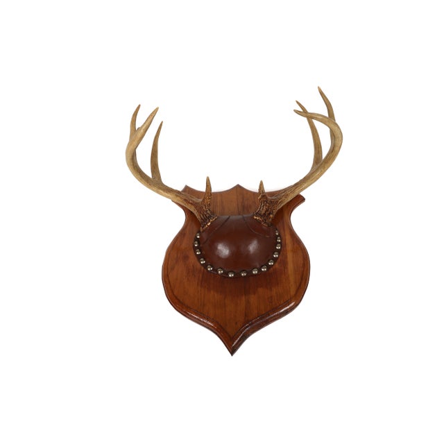 Wood Set of 4 Vintage Mounted Deer Antlers With Leather and Brass Tacks For Sale - Image 7 of 15