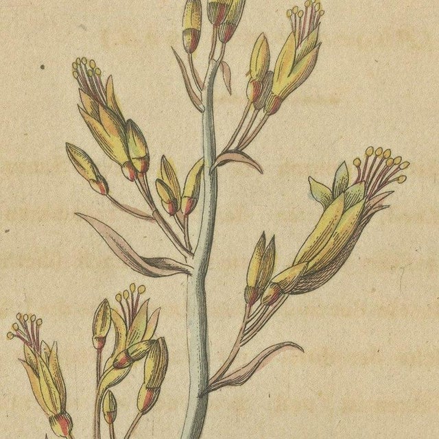 Bertuch, New Zealand Flax with Flower Details, 1815, Print For Sale - Image 4 of 12