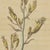 Bertuch, New Zealand Flax with Flower Details, 1815, Print For Sale - Image 4 of 12