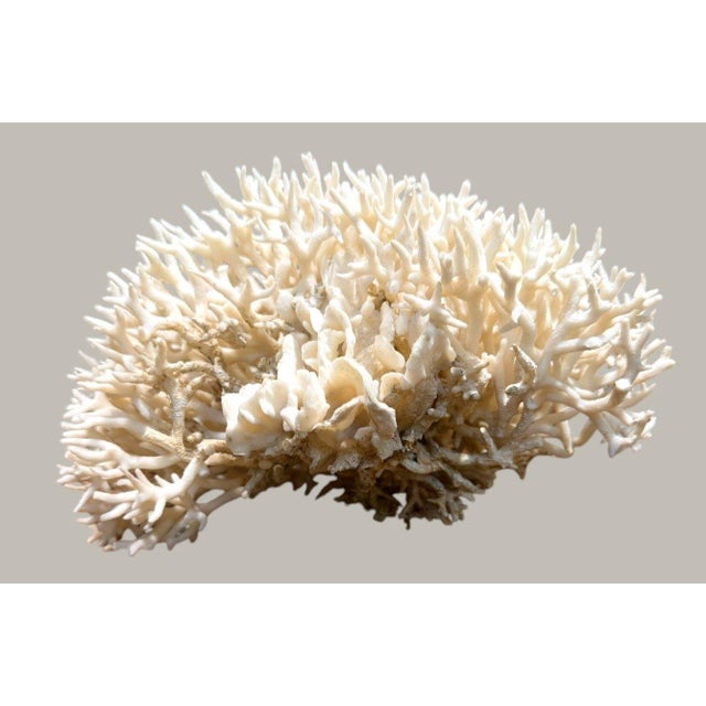 Late 20th Century Large Natural White Branching Coral Reef Specimen Coastal Ocean Decor 9" For Sale In Dallas - Image 6 of 7