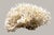 Late 20th Century Large Natural White Branching Coral Reef Specimen Coastal Ocean Decor 9" For Sale In Dallas - Image 6 of 7