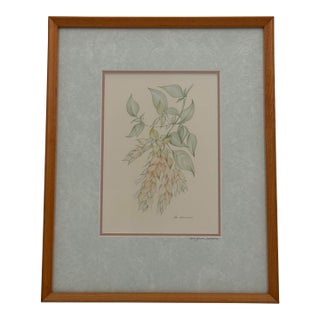 Margot Weemaes 1981 Beloperone Guttata Botanical Portfolio Print For Sale