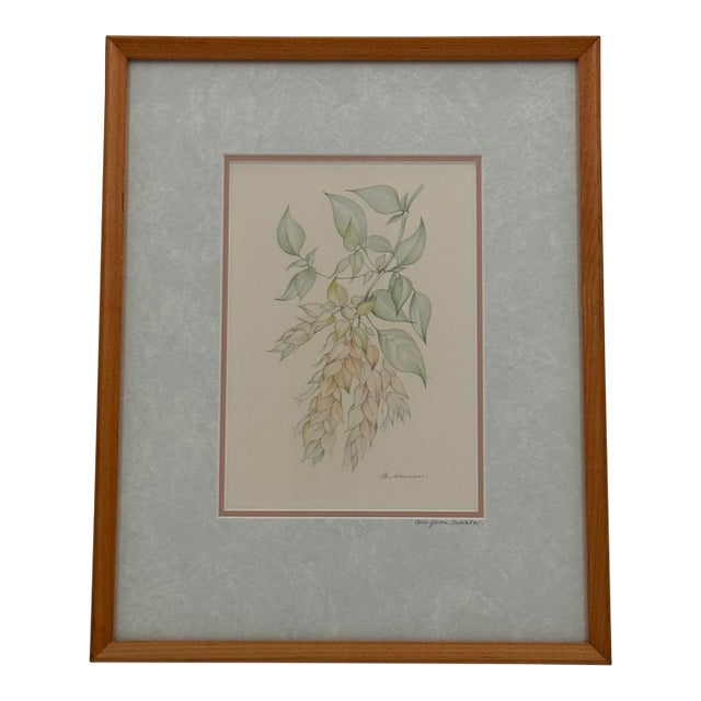 Margot Weemaes 1981 Beloperone Guttata Botanical Portfolio Print For Sale