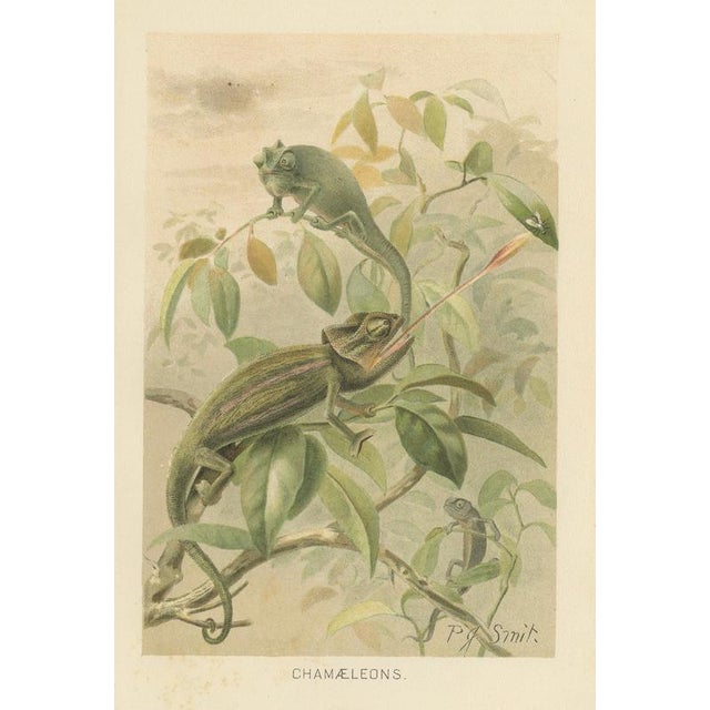P. J. Smit, Chameleons in Tropical Foliage, 1895, Color Lithograph For Sale - Image 10 of 10
