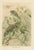 P. J. Smit, Chameleons in Tropical Foliage, 1895, Color Lithograph For Sale - Image 10 of 10