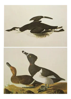 1966 Vintage Cottage Print "Large-Billed Guillemot & Ring-Necked Duck" After John James Audubon