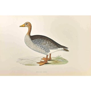 Alexander Francis Lydon, Grey-Lag Goose, Woodcut Print, 1870 For Sale