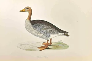 Alexander Francis Lydon, Grey-Lag Goose, Woodcut Print, 1870