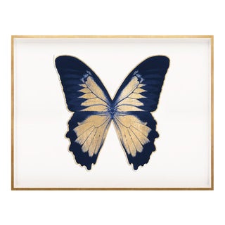 Butterfly Royale, Blue 2 Framed Artwork For Sale