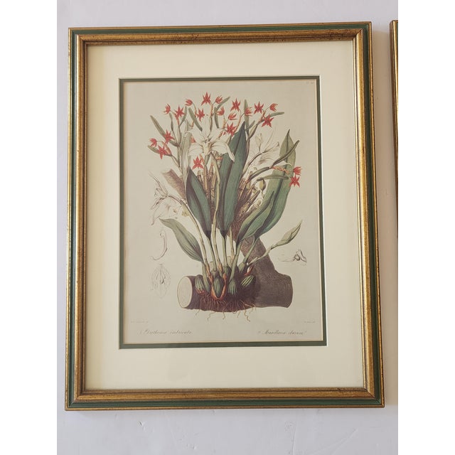 French Vintage Botanical Prints-a Pair For Sale - Image 3 of 12