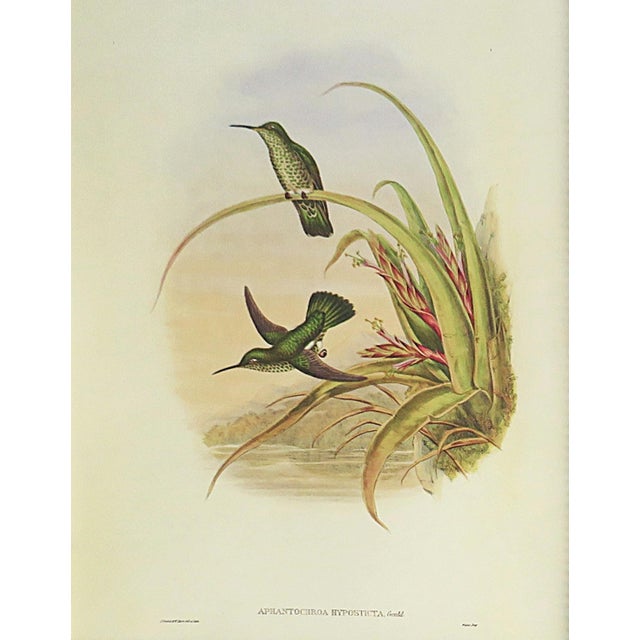 Victorian Pair of John Gould Humming Bird Lithographs Prints 1st Edition Framed For Sale - Image 3 of 5