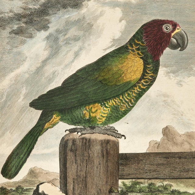 Antique Set of Eight Hand Colored Parrot Engravings For Sale - Image 15 of 18
