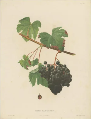 Marès, Petit Bouschet Grape Variety, 1890, Original Lithograph
