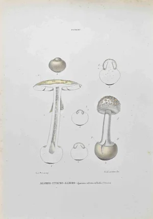 Vincenzo Tenore, Citrine-Albido Agaric, Lithograph, 1870s