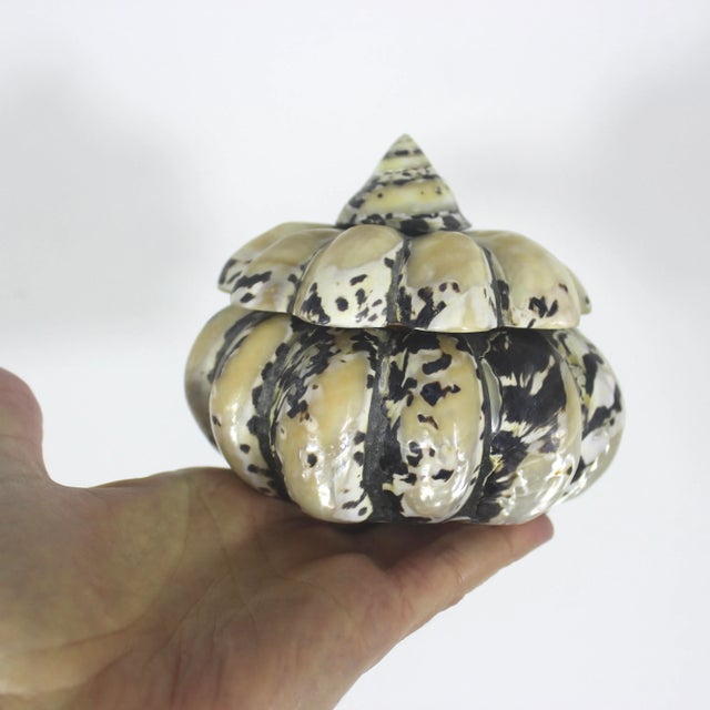 Vintage Shell Trinket Box For Sale - Image 6 of 10