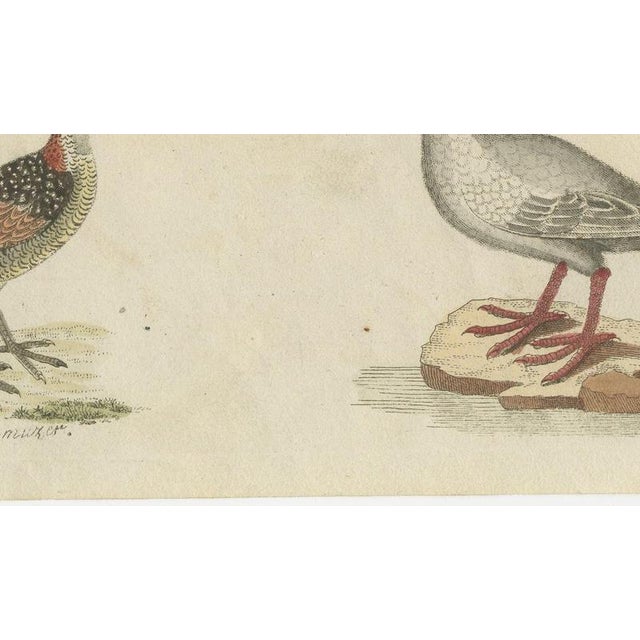 19th Century Bertuch, Jacanas and Wading Birds with Long Toes, 1805, Print For Sale - Image 5 of 12